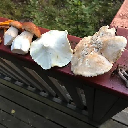 Suvituuli | Paajoen Vuokramoekit * Himos