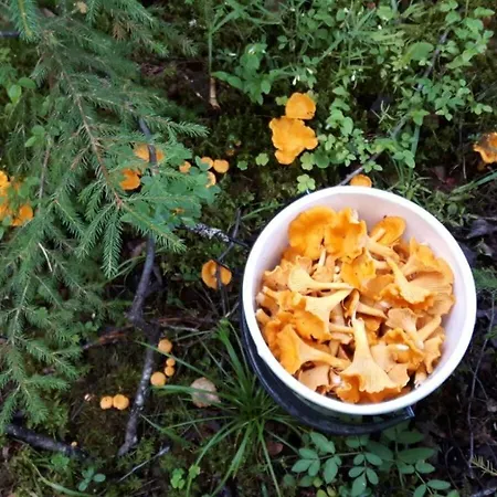 Suvituuli | Paajoen Lomamökit