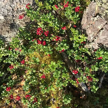 Domek alpejski Suvituuli | Paajoen Vuokramoekit Himos