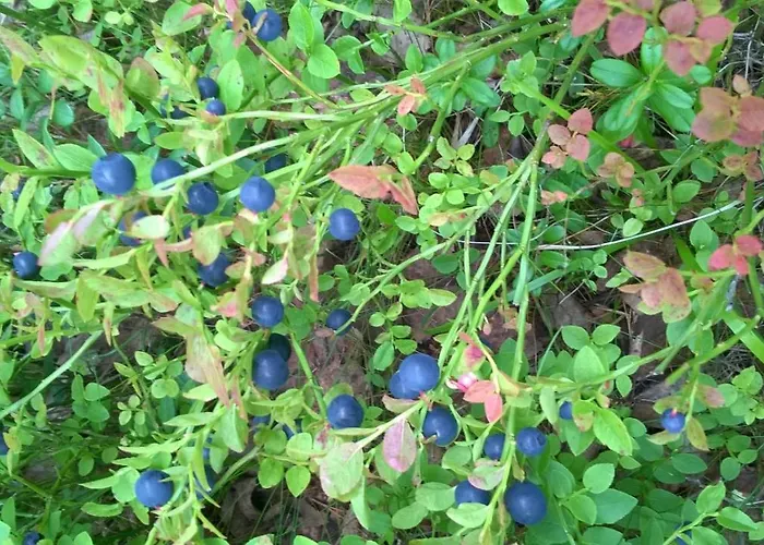 Chalet Suvituuli | Paajoen Vuokramoekit *