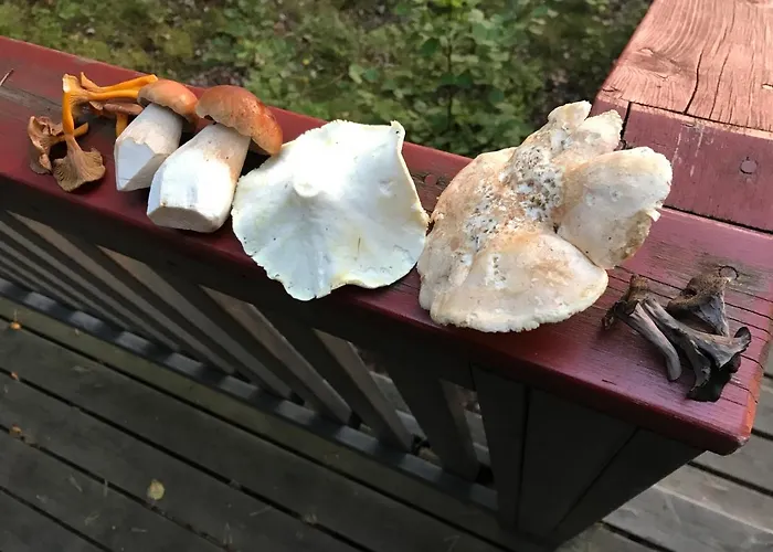 Suvituuli | Paajoen Vuokramoekit * Himos