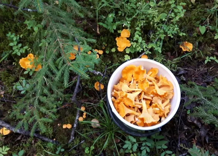 Suvituuli | Paajoen Vuokramoekit Alpesi faház