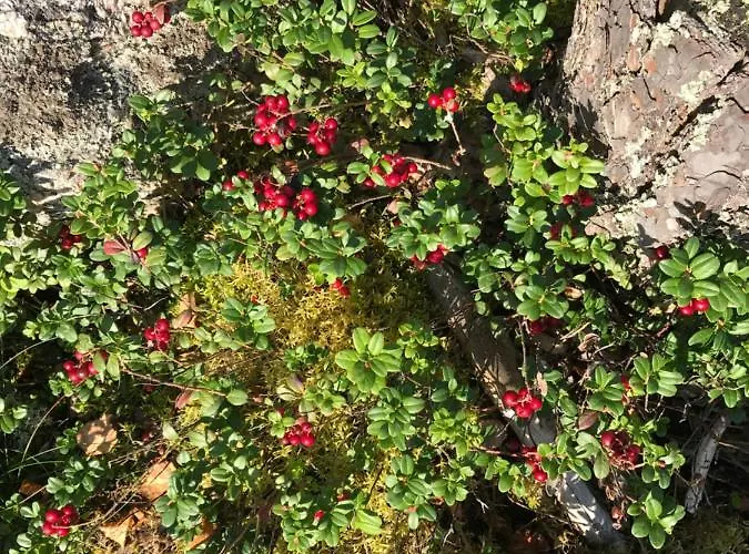 Alpesi faház Suvituuli | Paajoen Vuokramoekit Himos