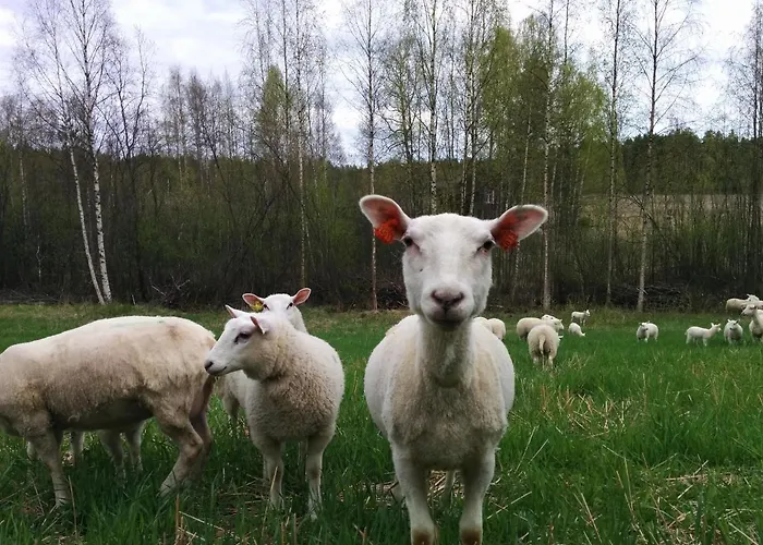 Suvituuli | Paajoen Vuokramoekit Himos
